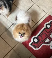 Vari, a female Pomeranian for sale in Brunswick, GA – Photo 1 of 3