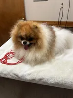 Vari, a female Pomeranian for sale in Brunswick, GA – Photo 2 of 3