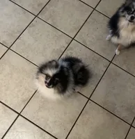Elvis, a male Pomeranian for sale in Brunswick, GA – 4 of 4