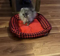 Jada, a female Pomeranian for sale in Brunswick, GA – 6 of 10