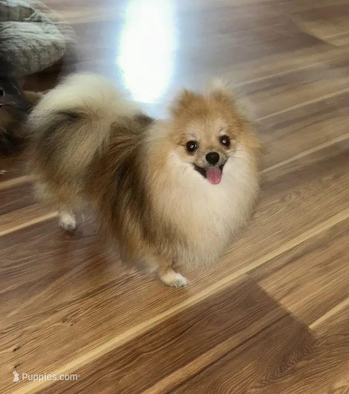 Sterling – Pomeranian puppy for sale in Brunswick, GA