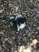 Bourbon, a male Pomeranian for sale in Brunswick, GA – Photo 2 of 5