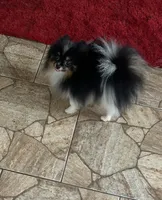 Bourbon, a male Pomeranian for sale in Brunswick, GA – Photo 1 of 5