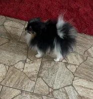 Bourbon, a male Pomeranian for sale in Brunswick, GA – Photo 3 of 5