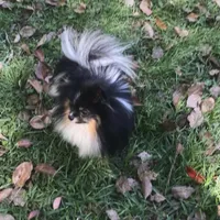 Bourbon, a male Pomeranian for sale in Brunswick, GA – Photo 5 of 5