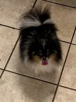 Bourbon, a male Pomeranian for sale in Brunswick, GA – Photo 4 of 5