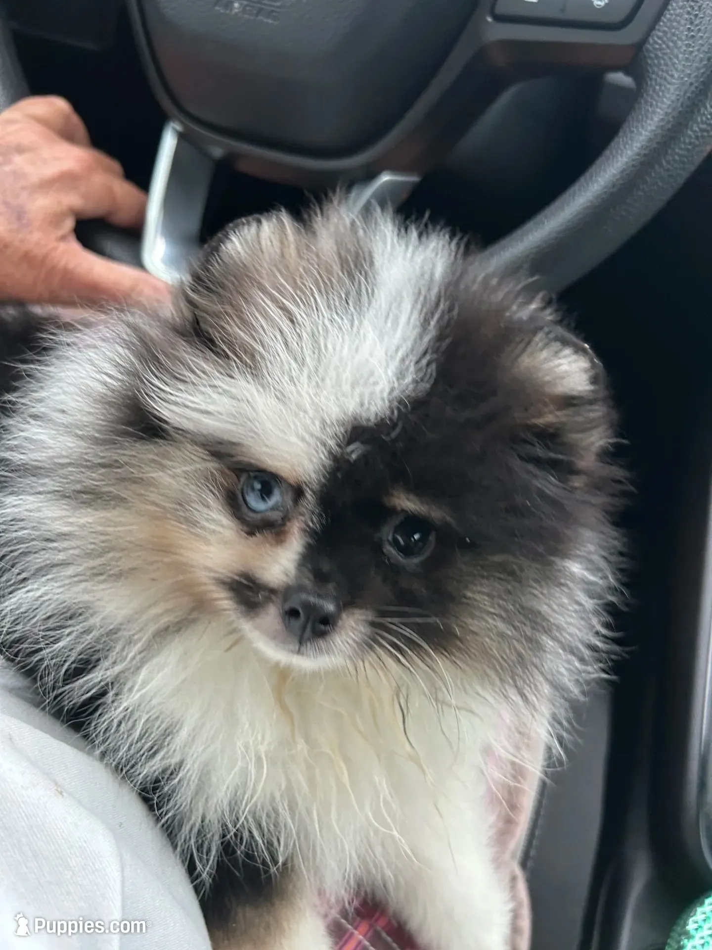 Elvis, a male Pomeranian for sale in Brunswick, GA – 1 of 4