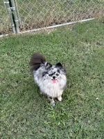 Jada, a female Pomeranian for sale in Brunswick, GA – 10 of 10