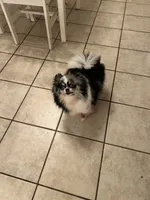 Onyx , a female Pomeranian for sale in Brunswick, GA – 2 of 3
