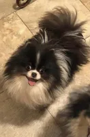 Jada, a female Pomeranian for sale in Brunswick, GA – 7 of 10