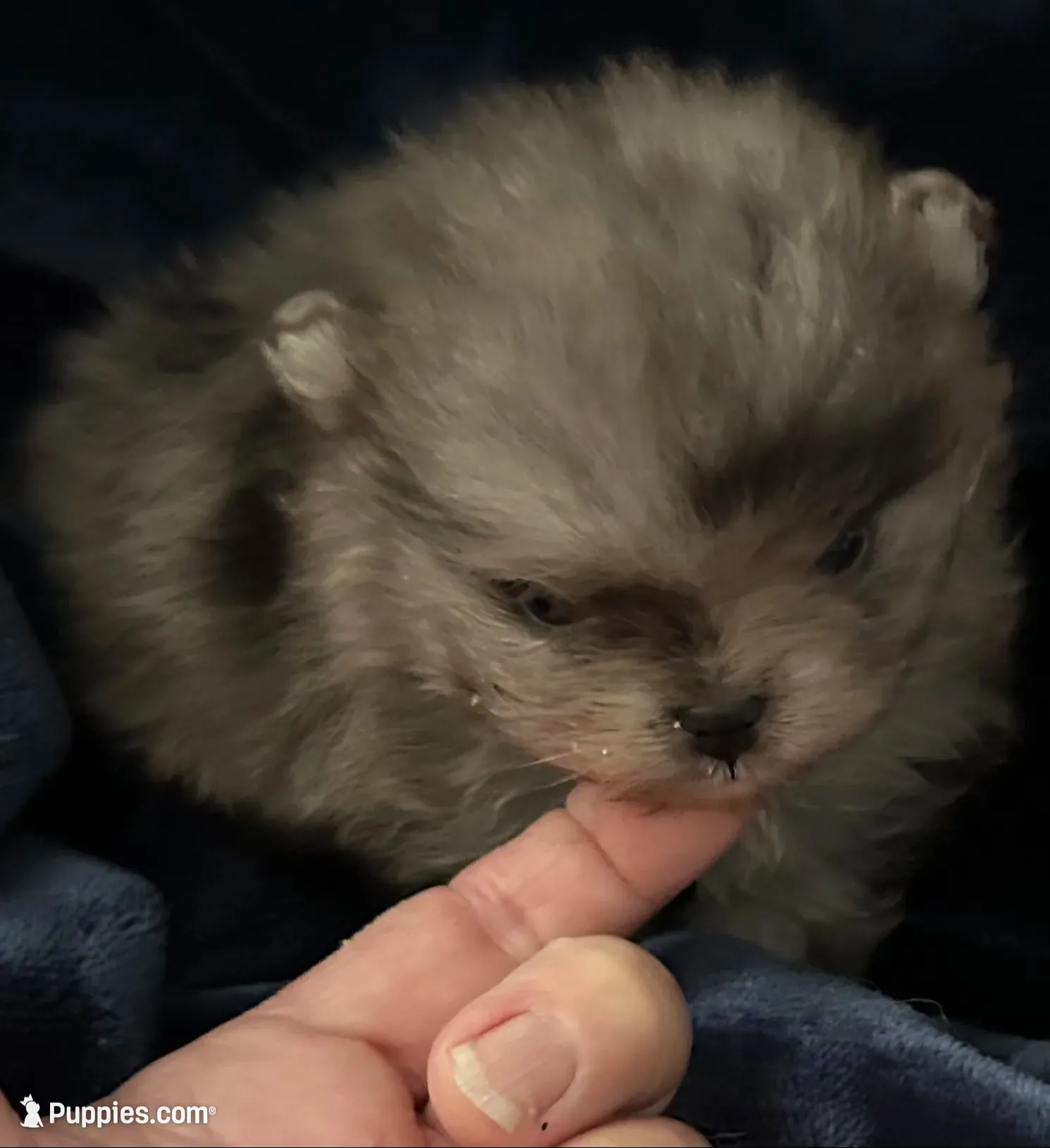 Jada, a female Pomeranian for sale in Brunswick, GA – 2 of 10