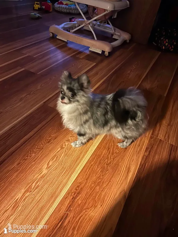Jada – Pomeranian puppy for sale in Brunswick, GA