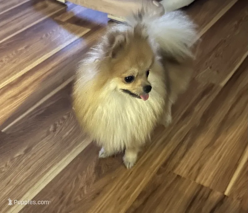Sterling – Pomeranian puppy for sale in Brunswick, GA