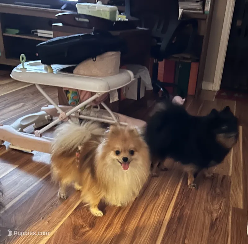 Sterling – Pomeranian puppy for sale in Brunswick, GA