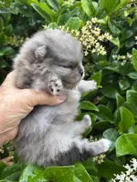 Jada, a female Pomeranian for sale in Brunswick, GA – 9 of 10