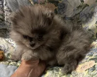 Jada, a female Pomeranian for sale in Brunswick, GA – 4 of 10
