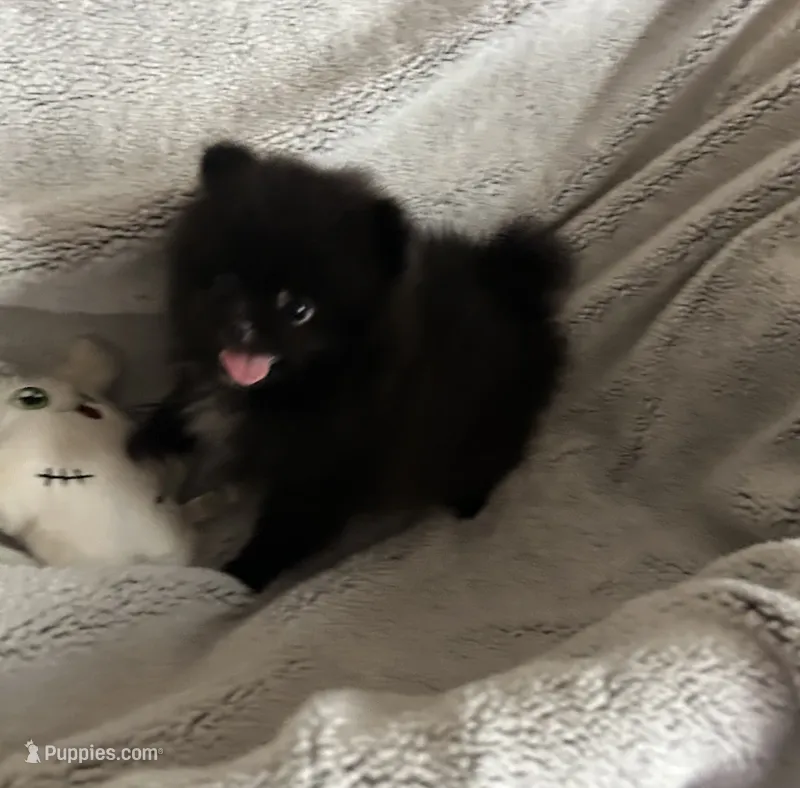 Onyx  – Pomeranian puppy for sale in Brunswick, GA