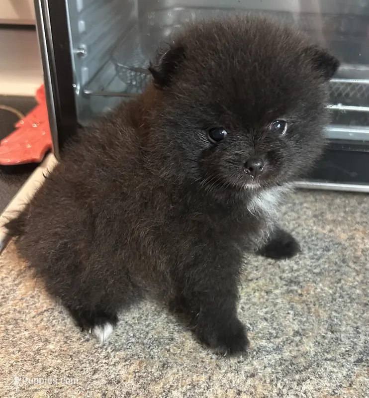 Onyx  – Pomeranian puppy for sale in Brunswick, GA