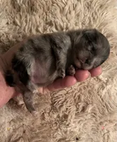 Jada, a female Pomeranian for sale in Brunswick, GA – 5 of 10