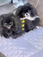 Onyx , a female Pomeranian for sale in Brunswick, GA – 3 of 3