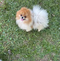 Sterling, a male Pomeranian for sale in Brunswick, GA – 2 of 3