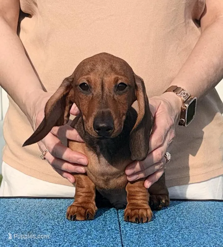 Fidget – Miniature Dachshund puppy for sale in Toledo, OH