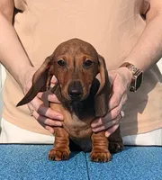 Fidget, a female Miniature Dachshund for sale in Toledo, OH – 1 of 2