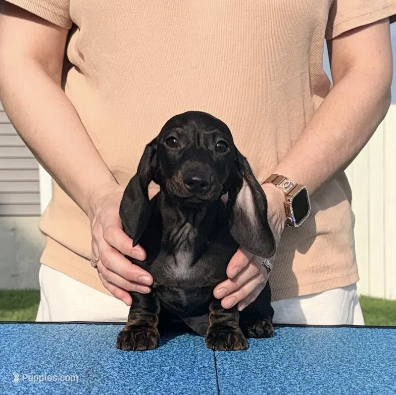 Bartok – Miniature Dachshund puppy for sale in Toledo, OH