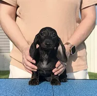 Bartok, a male Miniature Dachshund for sale in Toledo, OH – 1 of 2