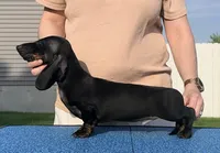 Bartok, a male Miniature Dachshund for sale in Toledo, OH – 2 of 2