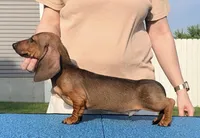 Fidget, a female Miniature Dachshund for sale in Toledo, OH – 2 of 2