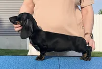 Batty, a female Miniature Dachshund for sale in Toledo, OH – 2 of 2