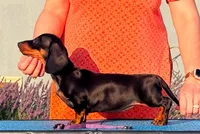 Claire, a female Miniature Dachshund for sale in Toledo, OH – 2 of 2