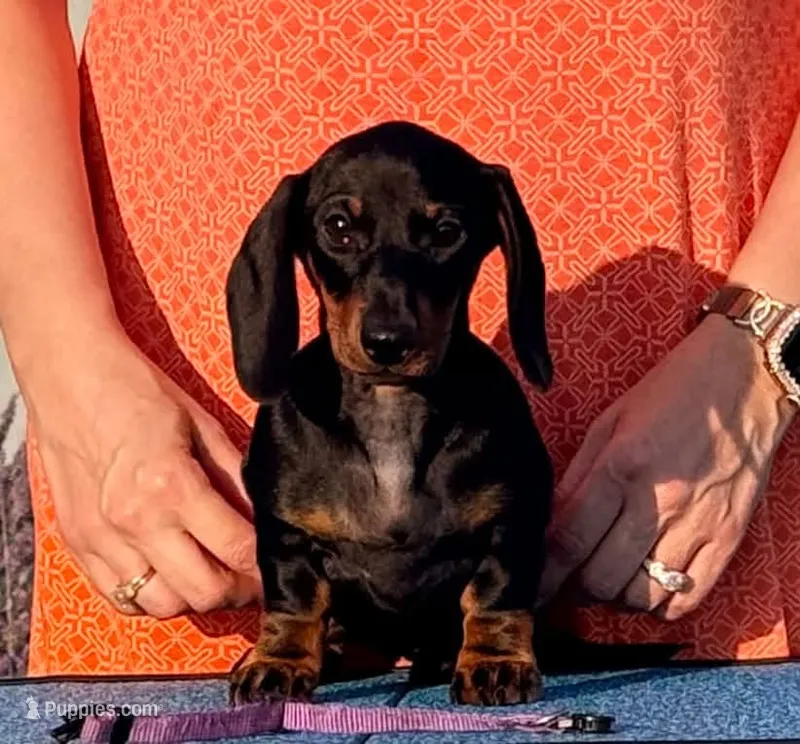 Claire – Miniature Dachshund puppy for sale in Toledo, OH