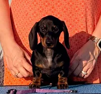 Claire, a female Miniature Dachshund for sale in Toledo, OH – 1 of 2