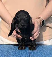 Batty, a female Miniature Dachshund for sale in Toledo, OH – 1 of 2