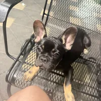 Diamond, a female French Bulldog for sale in Hialeah, FL – 4 of 5