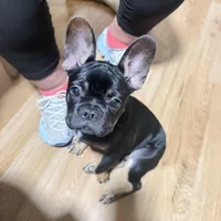 Diamond, a female French Bulldog for sale in Hialeah, FL – 2 of 5