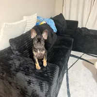 Diamond, a female French Bulldog for sale in Hialeah, FL – 3 of 5