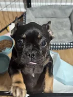 Diamond, a female French Bulldog for sale in Hialeah, FL – 1 of 5
