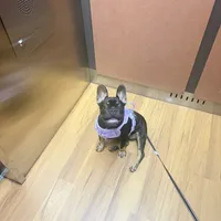 Diamond, a female French Bulldog for sale in Hialeah, FL – 5 of 5