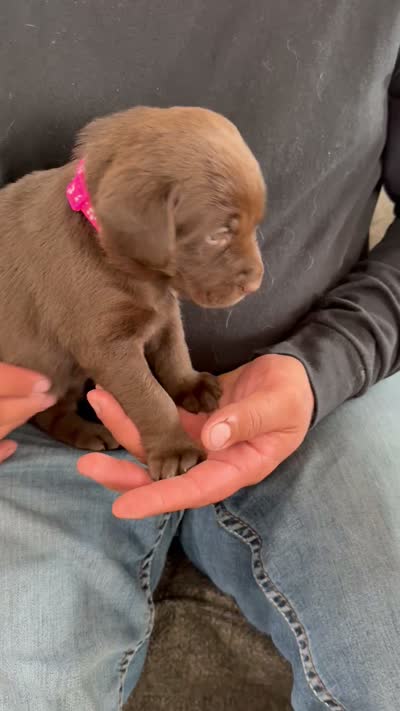 Big Bertha, a female Labrador Retriever for sale in La Salle, CO – 2 of 2