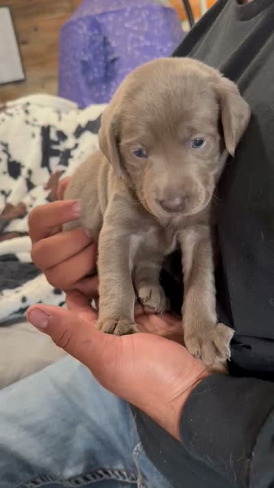 Yellow, a male Labrador Retriever for sale in La Salle, CO – 2 of 2