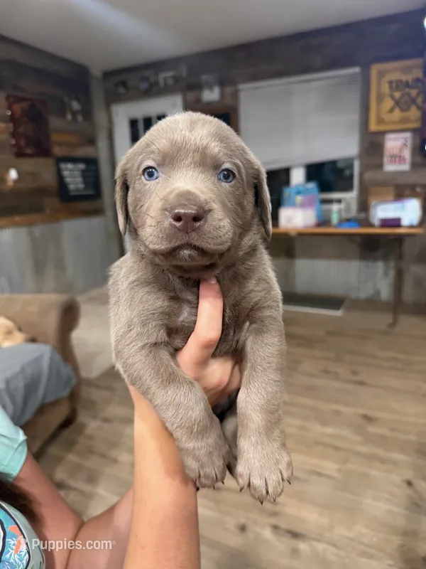 Yellow – Labrador Retriever puppy for sale in La Salle, CO