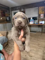 Yellow, a male Labrador Retriever for sale in La Salle, CO – 1 of 2