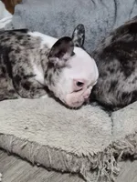 Audie, a  Frenchton for sale in Aberdeen, WA – 4 of 5