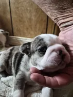 Jerry , a male Frenchton for sale in Aberdeen, WA – 5 of 5