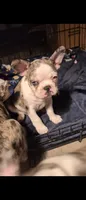 Benny, a male Frenchton for sale in Aberdeen, WA – 3 of 3