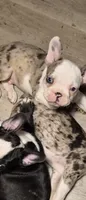 Max, a male Frenchton for sale in Aberdeen, WA – 5 of 5