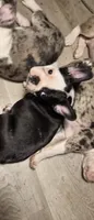 Jax, a female Frenchton for sale in Aberdeen, WA – 3 of 3